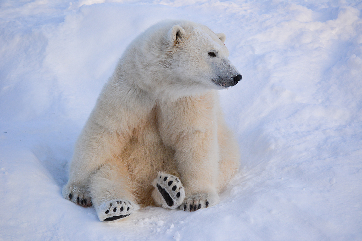 Polar Bears - Profile Pic - Star.jpg (693 KB)